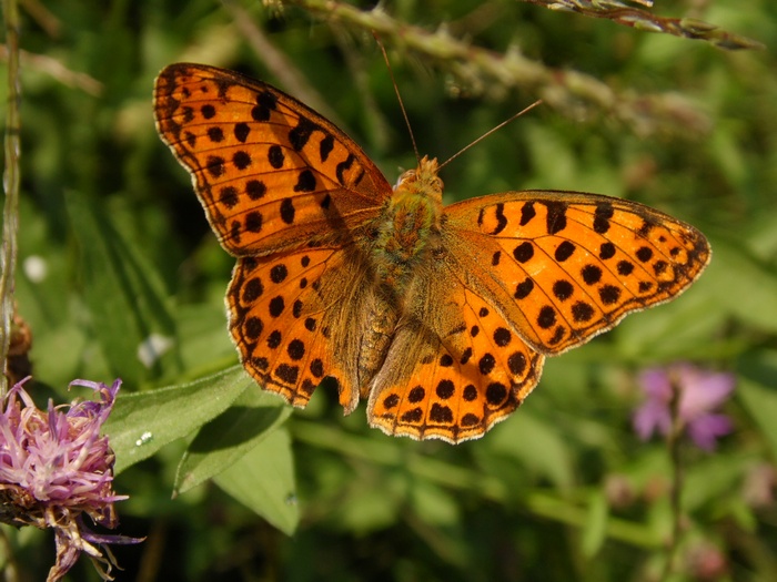 Lepidotteri del Parco del Roccolo